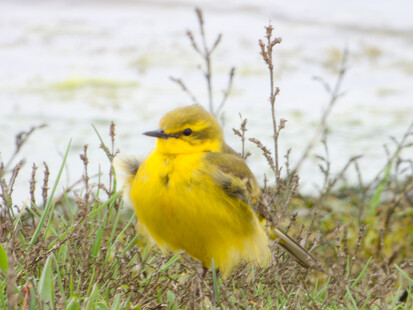 Thumbnail of Yellow Wagtail